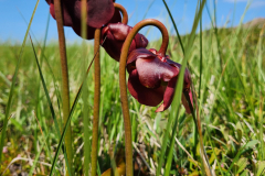 Brian Parsons - Pitcher Plant. Nature category, 2023.