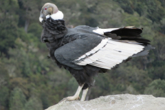 Graham Maddocks - Colombian Condor. Nature category, 2023.