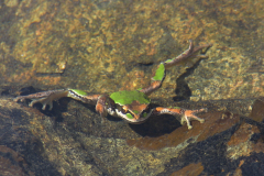 Rudy Brugger: Chorus Frog (Winner, 2024 Nature category)