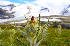 Co-Winner, 2025 Nature - Jim Everard: Beespoke scene near Mount Robson