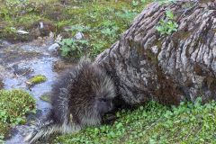 Honourable Mention, 2025 Nature - Rachel Treloar: Peekaboo Porcupine