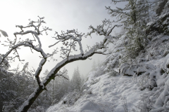 Honourable Mention, 2025 Van Isle - Peggy Taylor: Mt. McDonald snow day