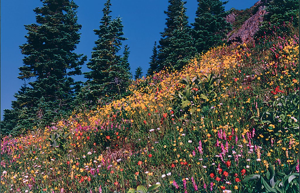 Flowers in full bloom on Marble Meadows 1970’s – Syd Watts photo