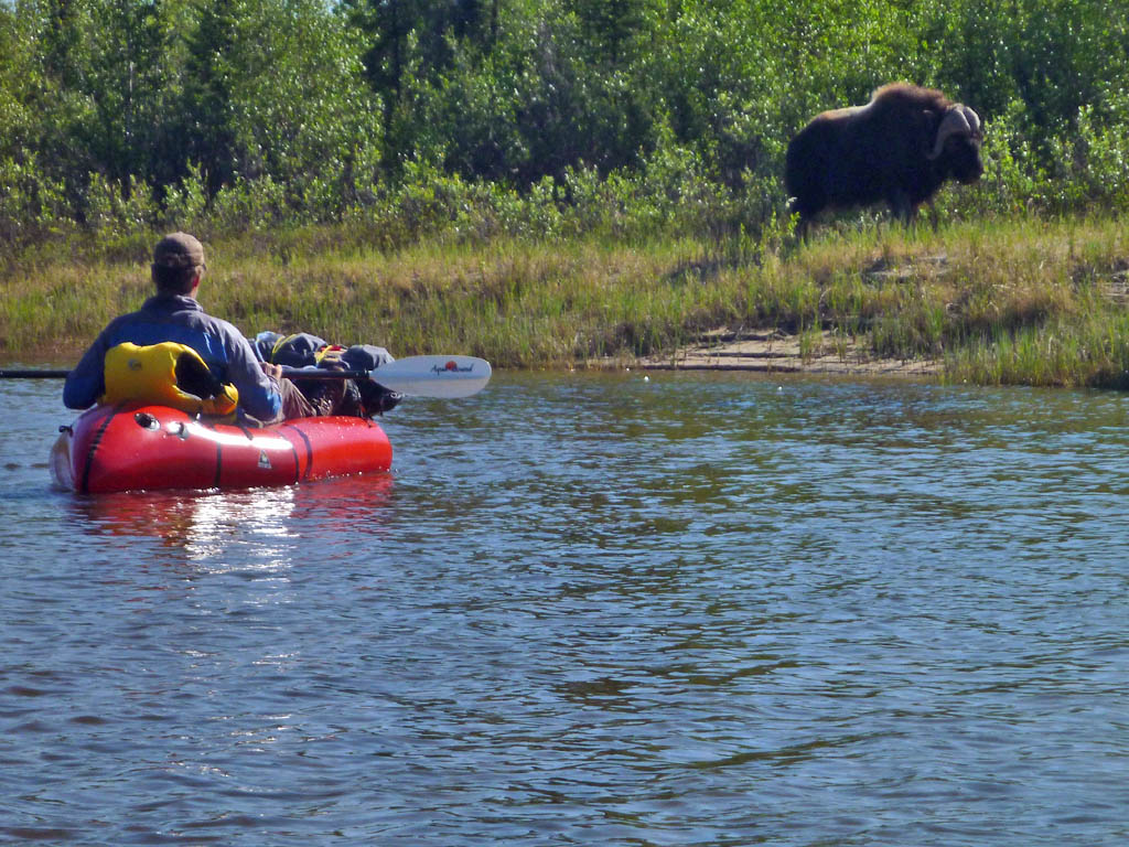 John Dunn and a woodland muskox on the Snowdrift River, east of Great Slave Lake 2015 – Sandy Briggs photo.