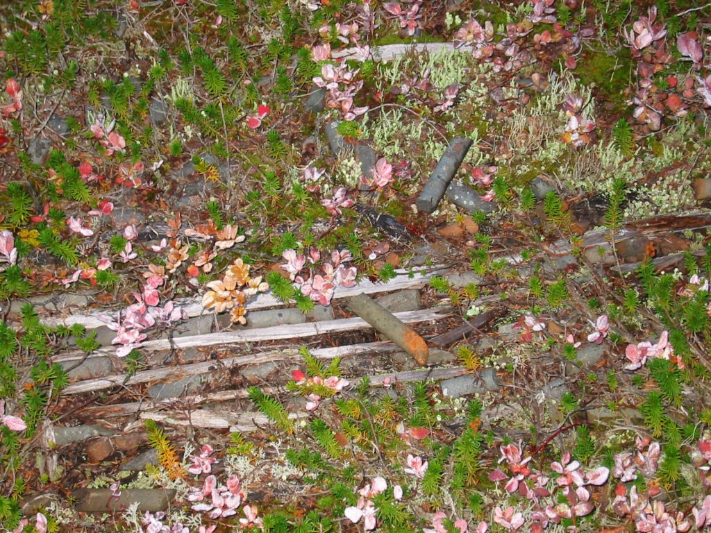 Core samples buried in the heather – Lindsay Elms photo.