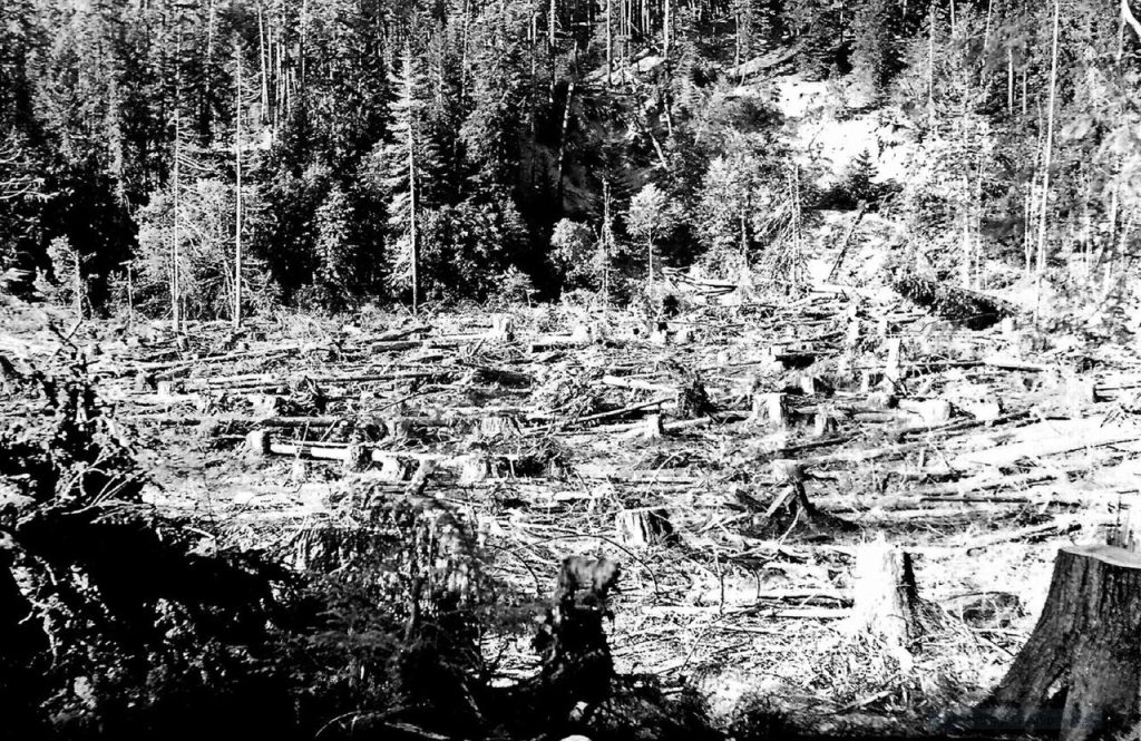 Logging along Buttle Lake 1930’s – William Reid photo.